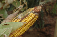 Maize